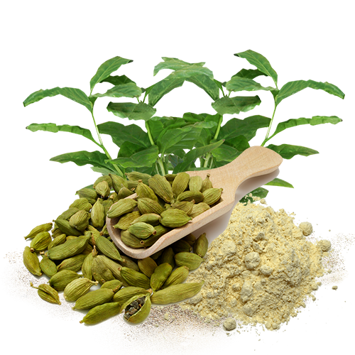 Green Cardamom 3