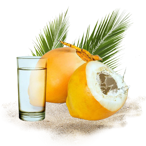 King Coconut 2